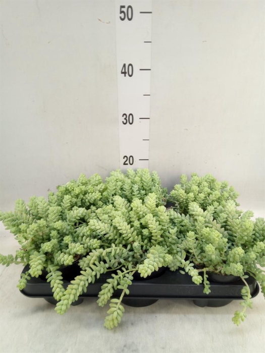 <h4>Sedum burrito</h4>