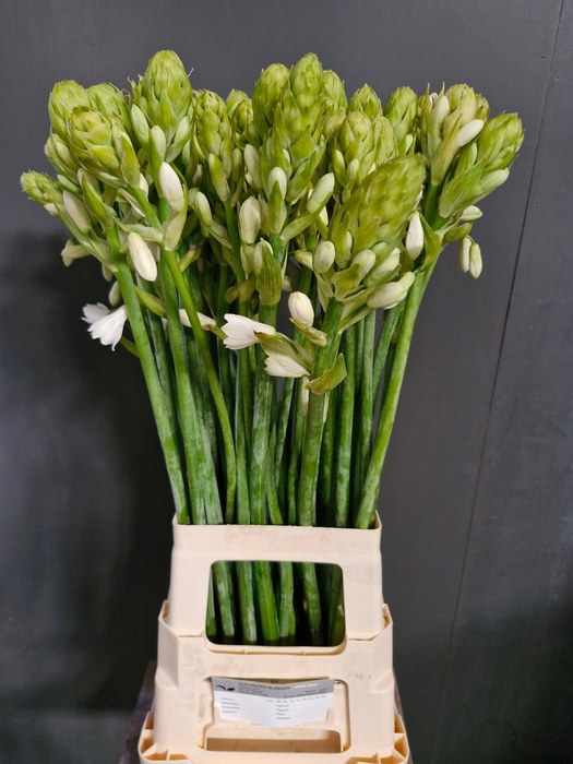<h4>GALTONIA CANDICANS</h4>