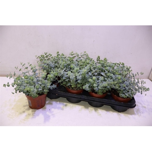 Sedum Sieboldii
