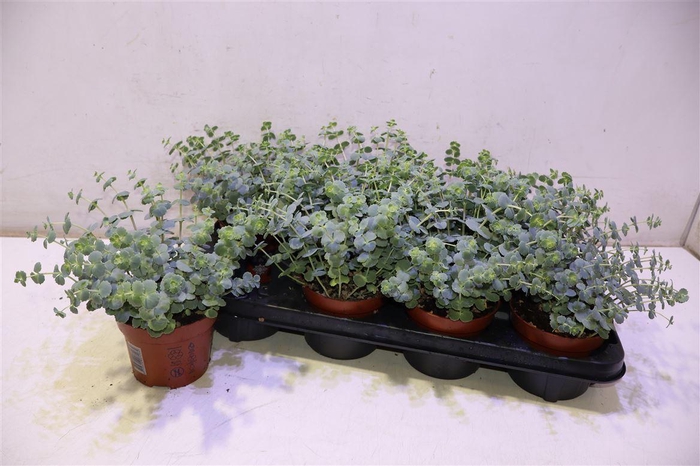 <h4>Sedum Sieboldii</h4>