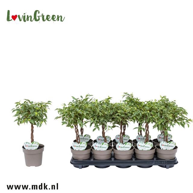 <h4>Ficus benja. 'Nina'</h4>