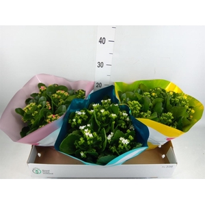 Kalanchoe blos.   ..mix 4