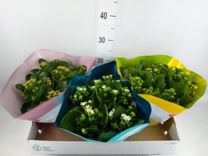<h4>Kalanchoe blos.   ..mix 4</h4>