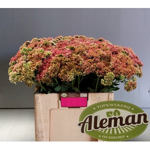 SEDUM HERBSTFREUDE