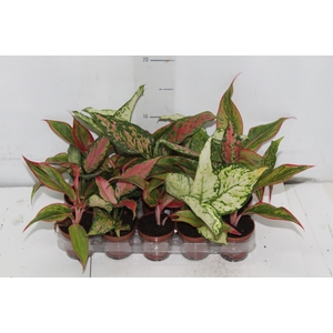 AGLAONEMA VARIADA P06