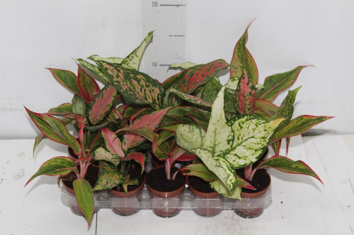 <h4>AGLAONEMA VARIADA P06</h4>