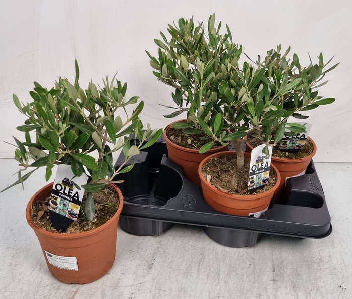 <h4>OLEA EUROPAEA</h4>