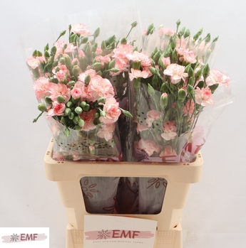 <h4>Dianthus tros 'Fancy Amelie'</h4>