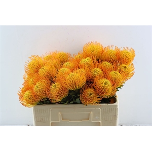 Leuco Klbh Yellow