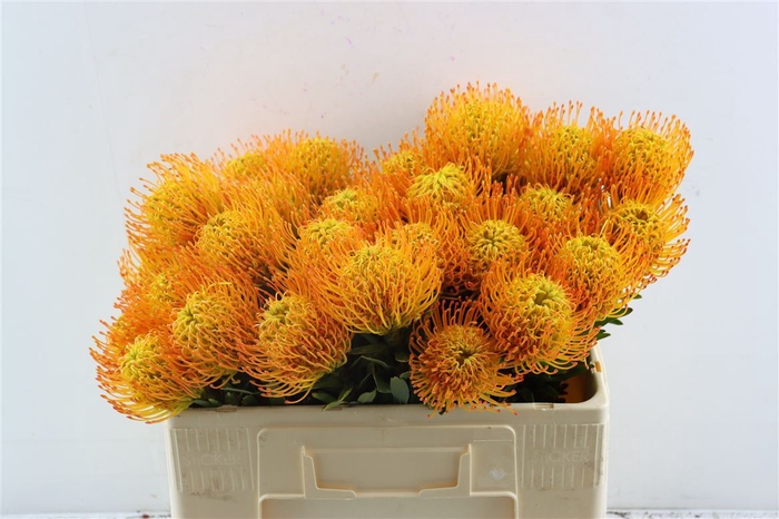 <h4>Leuco Klbh Yellow</h4>