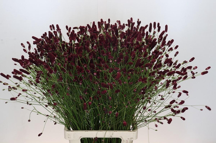 <h4>Sanguisorba Officinalis</h4>