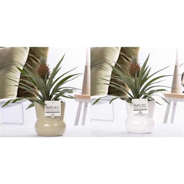 <h4>Ananas Rosita in P&PURE Plant Vase Maxima ass. 2</h4>