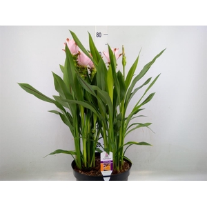Curcuma alism. 'Siam Swing'