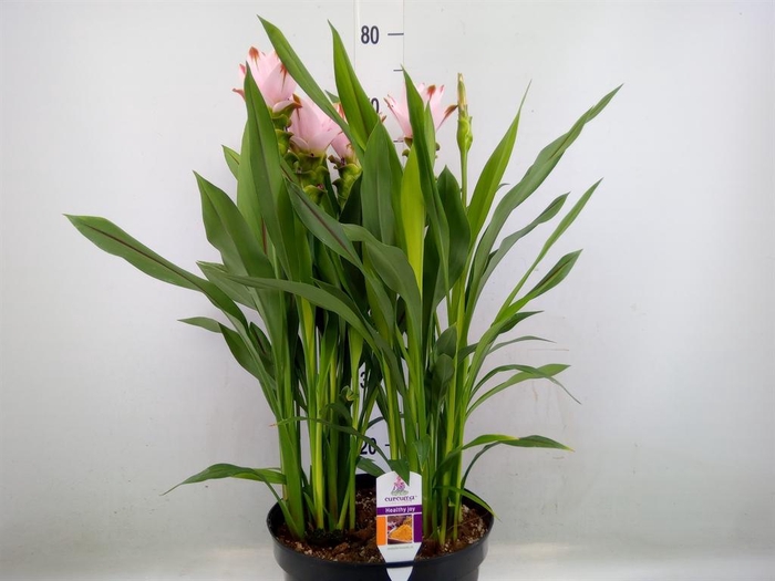 <h4>Curcuma alism. 'Siam Swing'</h4>