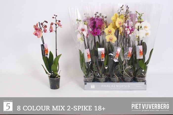 <h4>PHAL GEM 8 KL</h4>