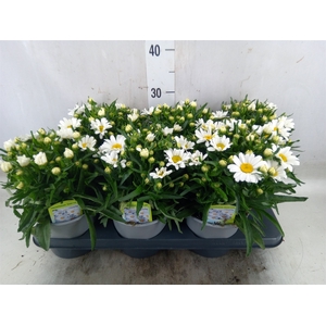 Leucanthemum sup. 'Snow Lady'