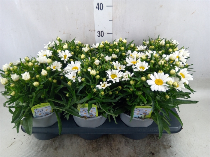 <h4>Leucanthemum sup. 'Snow Lady'</h4>
