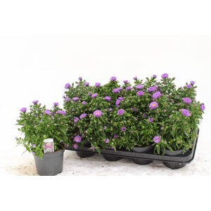 ASTE MAGIC PURPLE