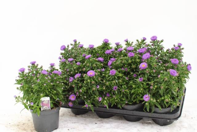 <h4>ASTE MAGIC PURPLE</h4>
