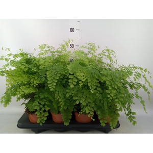 Adiantum raddi. 'Fragrans'