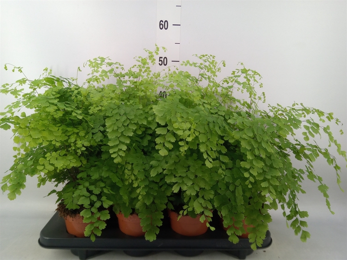 <h4>Adiantum raddi. 'Fragrans'</h4>