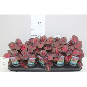 Iresine Herbstii Rich Redstar