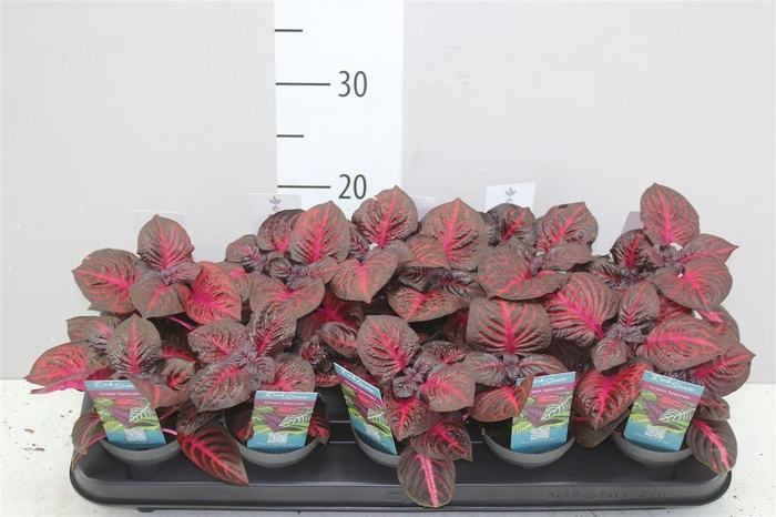 <h4>Iresine Herbstii Rich Redstar</h4>