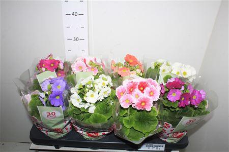 <h4>Prim Ob Sweetk A Gem</h4>