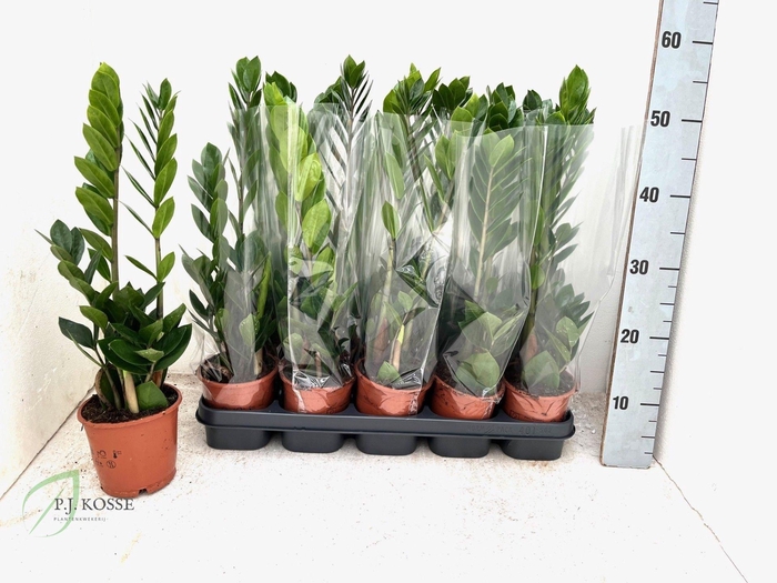 <h4>ZAMIO ZAMIIFOLIA</h4>