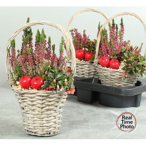 ARR TUINPLANTEN