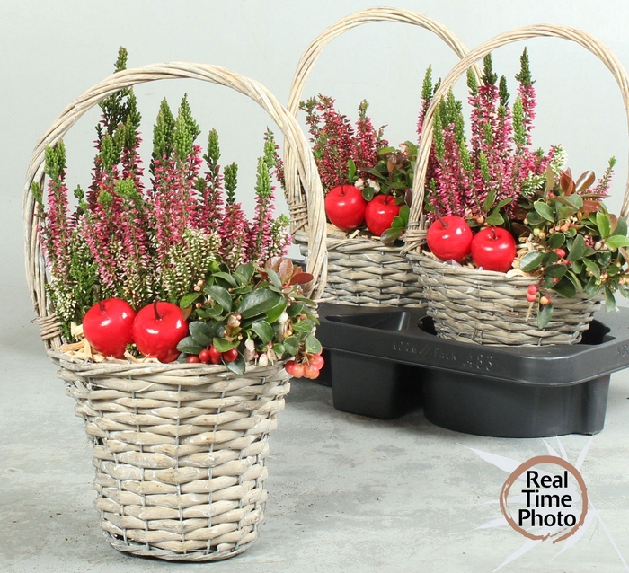 <h4>ARR TUINPLANTEN</h4>