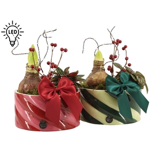 Arrangementen kamerplanten H%