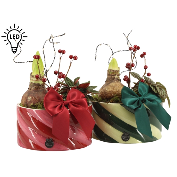 <h4>Arrangementen kamerplanten H%</h4>