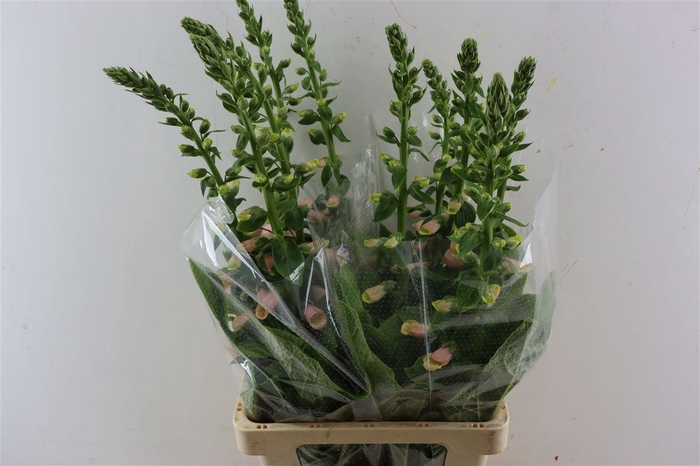 <h4>Digitalis Purpurea</h4>