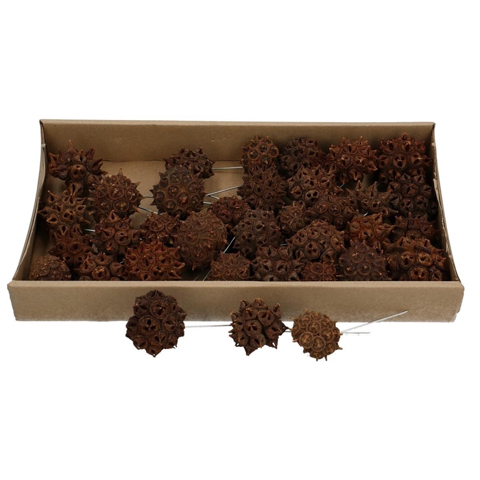<h4>Droogvrucht Spidergum Knobs/draad x35</h4>