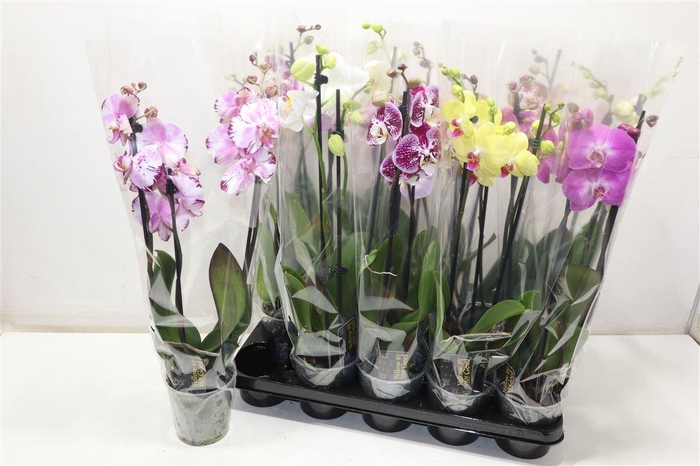 <h4>Phal Gem 5 Kl</h4>
