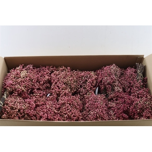 Schinus M Pink Special Pbs