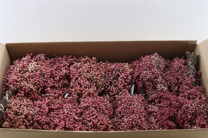 Schinus M Pink Special Pbs