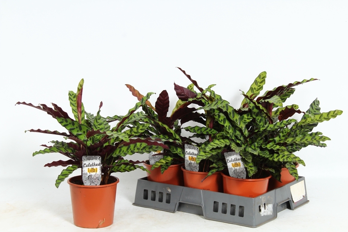 <h4>CALAT LANCIFOLIA</h4>