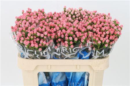 <h4>Hyp Coco Casino Pink</h4>