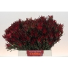 Leucadendron Blush Spray