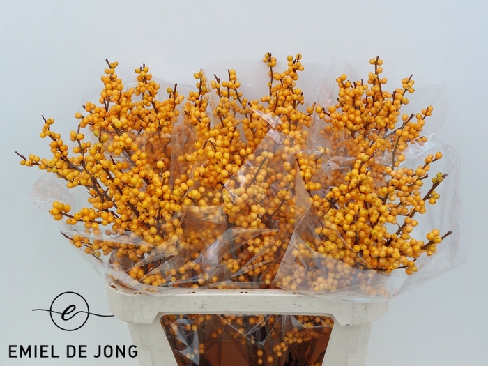 <h4>ILEX VE GOLD VERBOOM</h4>