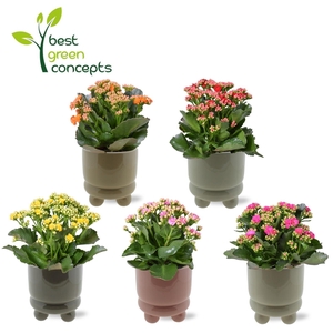 KALANCHOE OV
