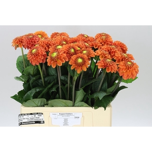 Dahlia Bright Orange