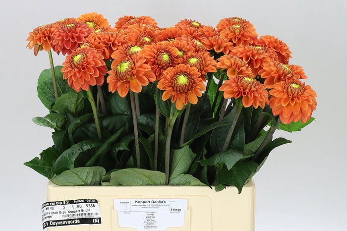 <h4>Dahlia Bright Orange</h4>