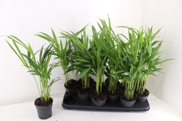 <h4>DYPSIS LUTESCENS</h4>