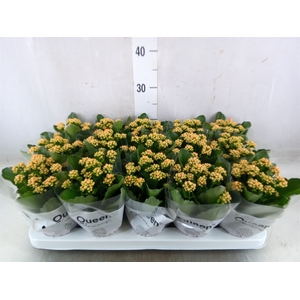 Kalanchoe  'RoseFlow Agnes'