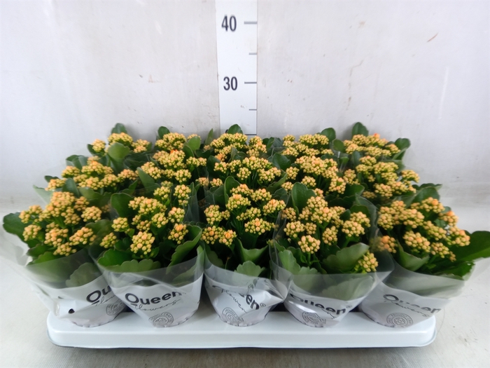 <h4>Kalanchoe  'RoseFlow Agnes'</h4>
