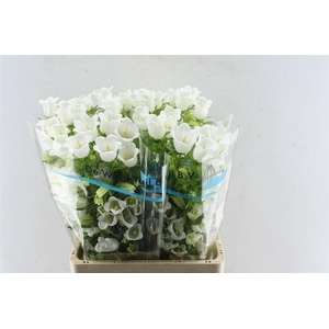 Campanula Med Champ White