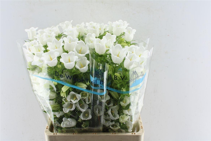 <h4>Campanula Med Champ White</h4>